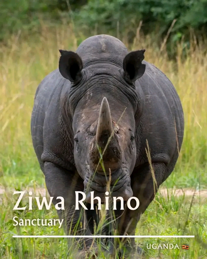 Ziwa Rhino Tracking Uganda