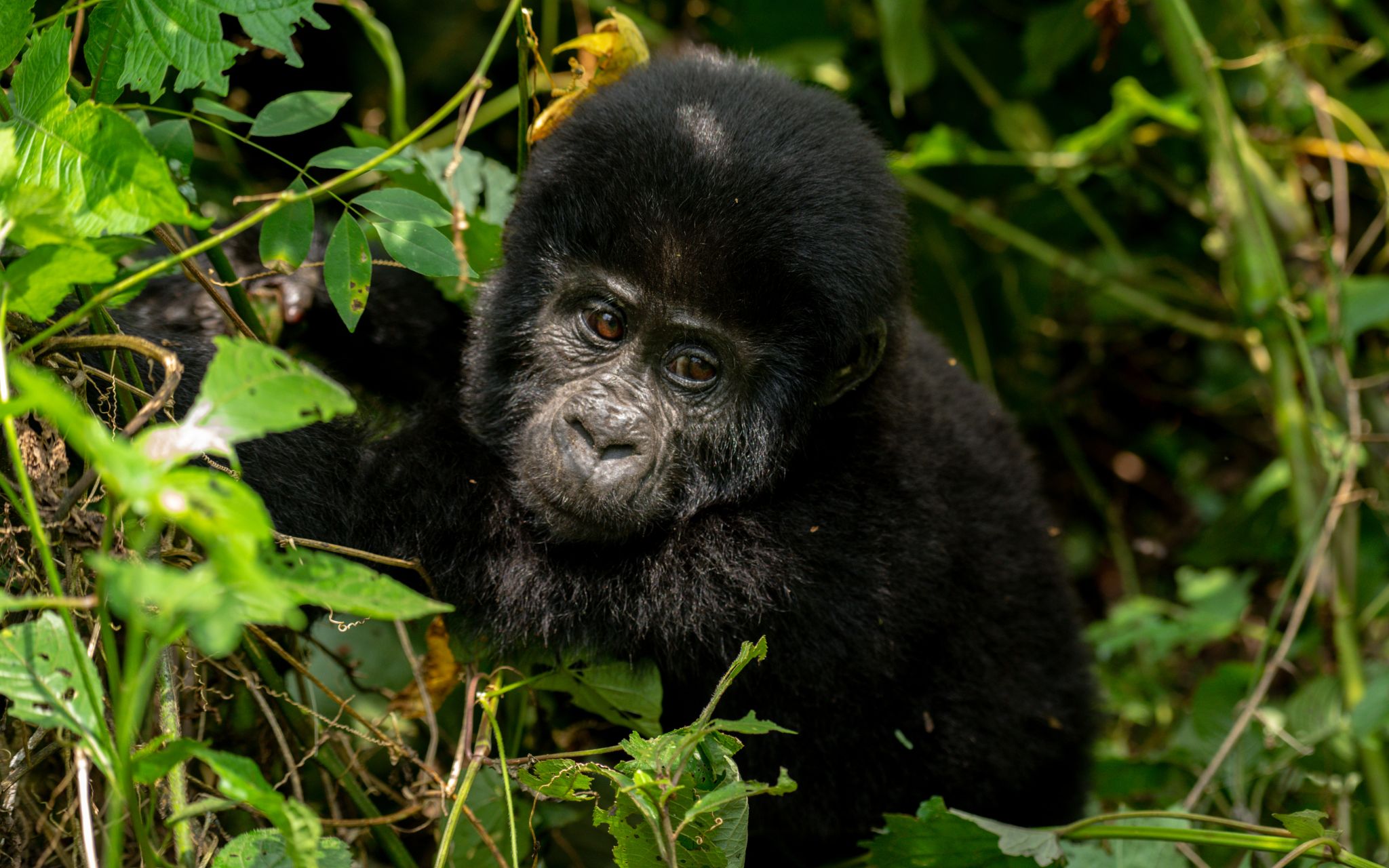 a baby gorilla in the bushes