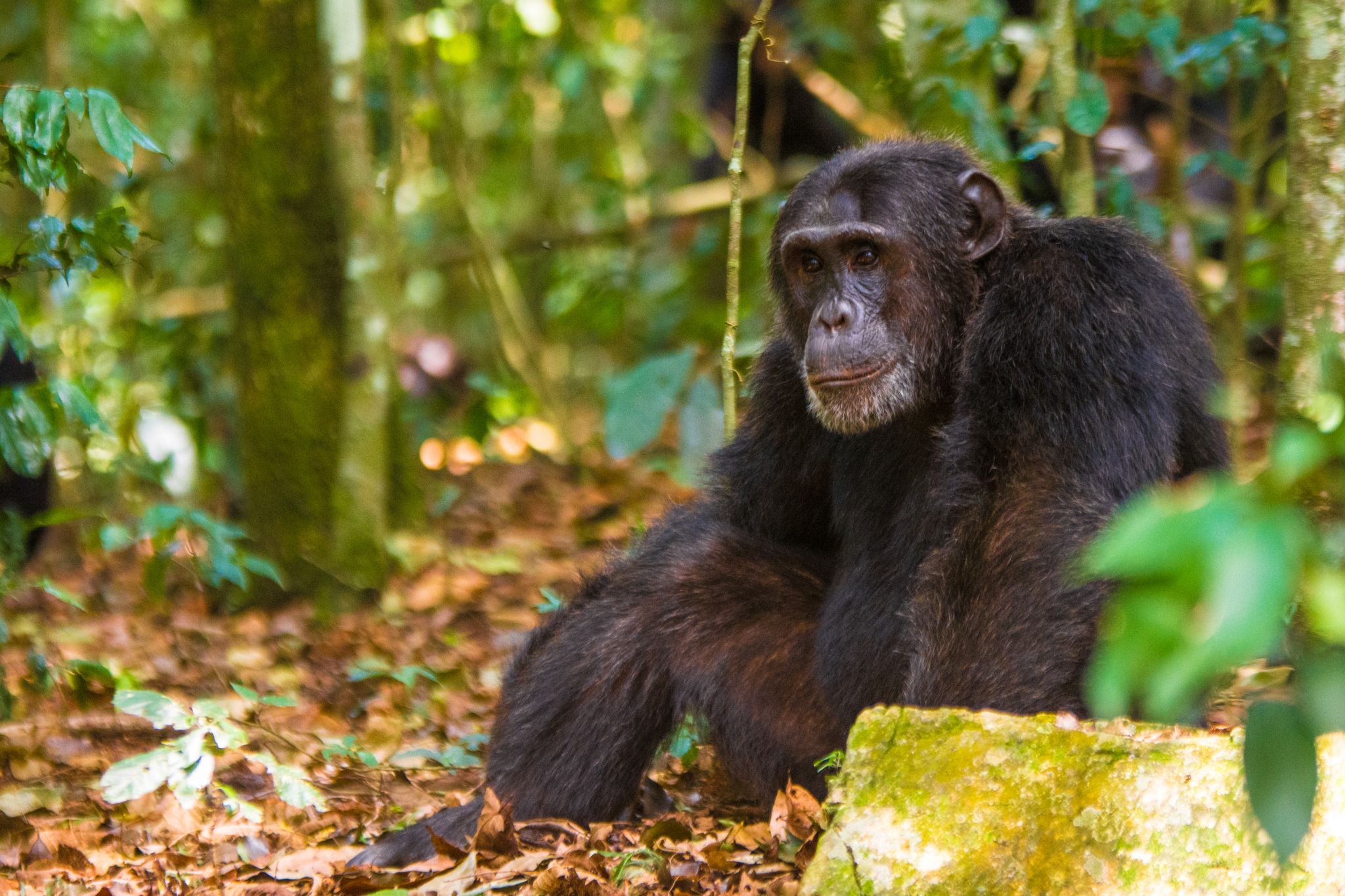 Chimpanzee in Kibale