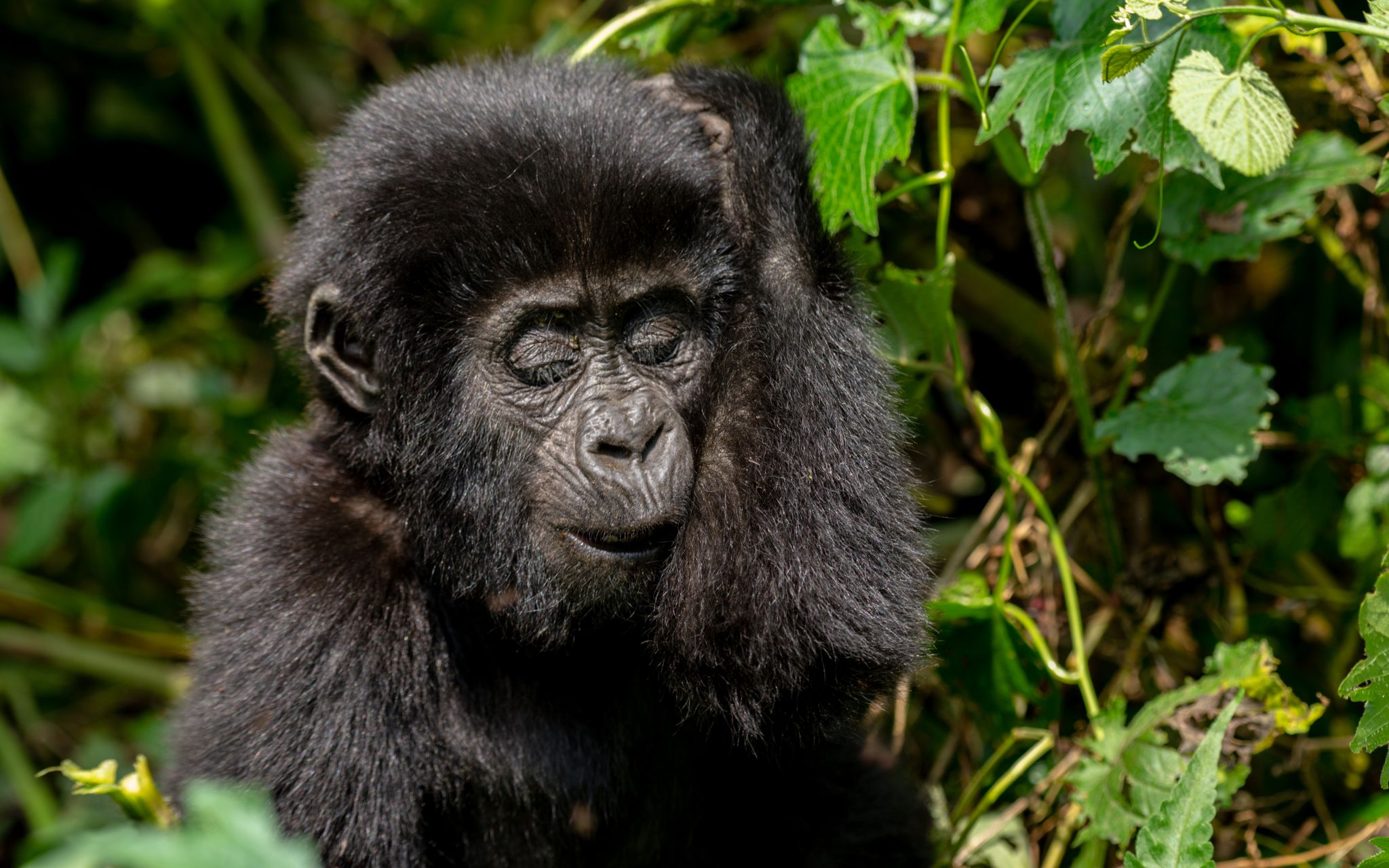 baby gorilla In the bushes