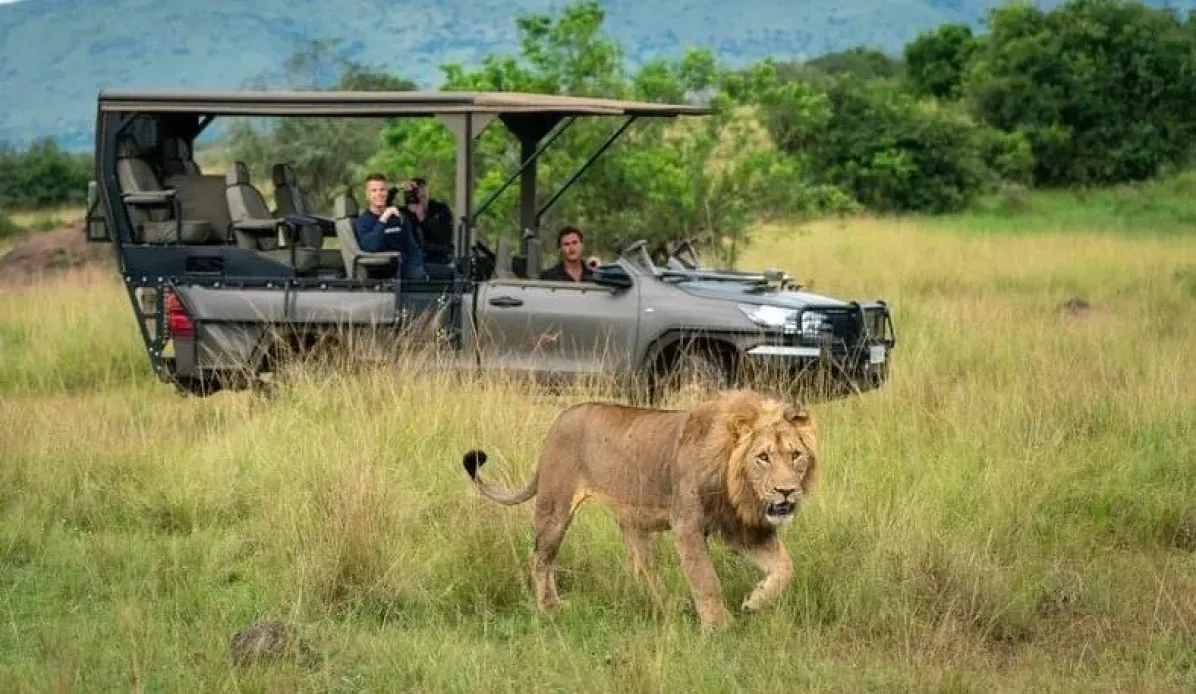 Lion