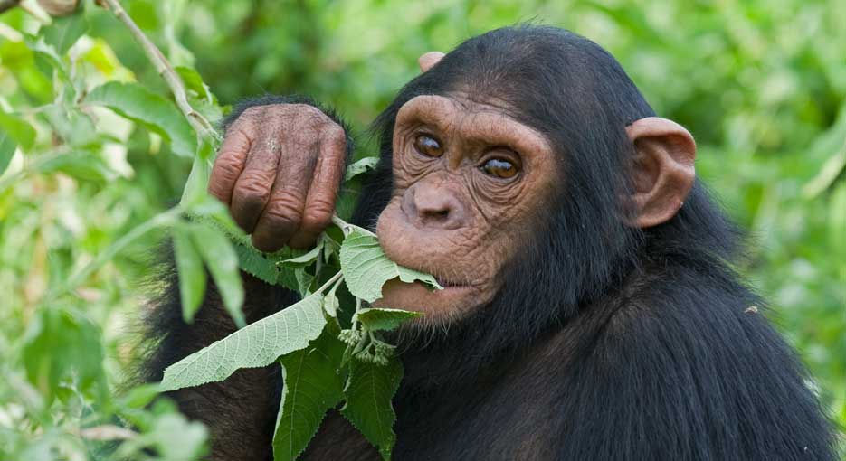 Chimpanzee
