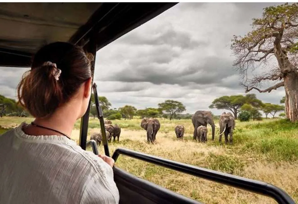 wildlife viewing