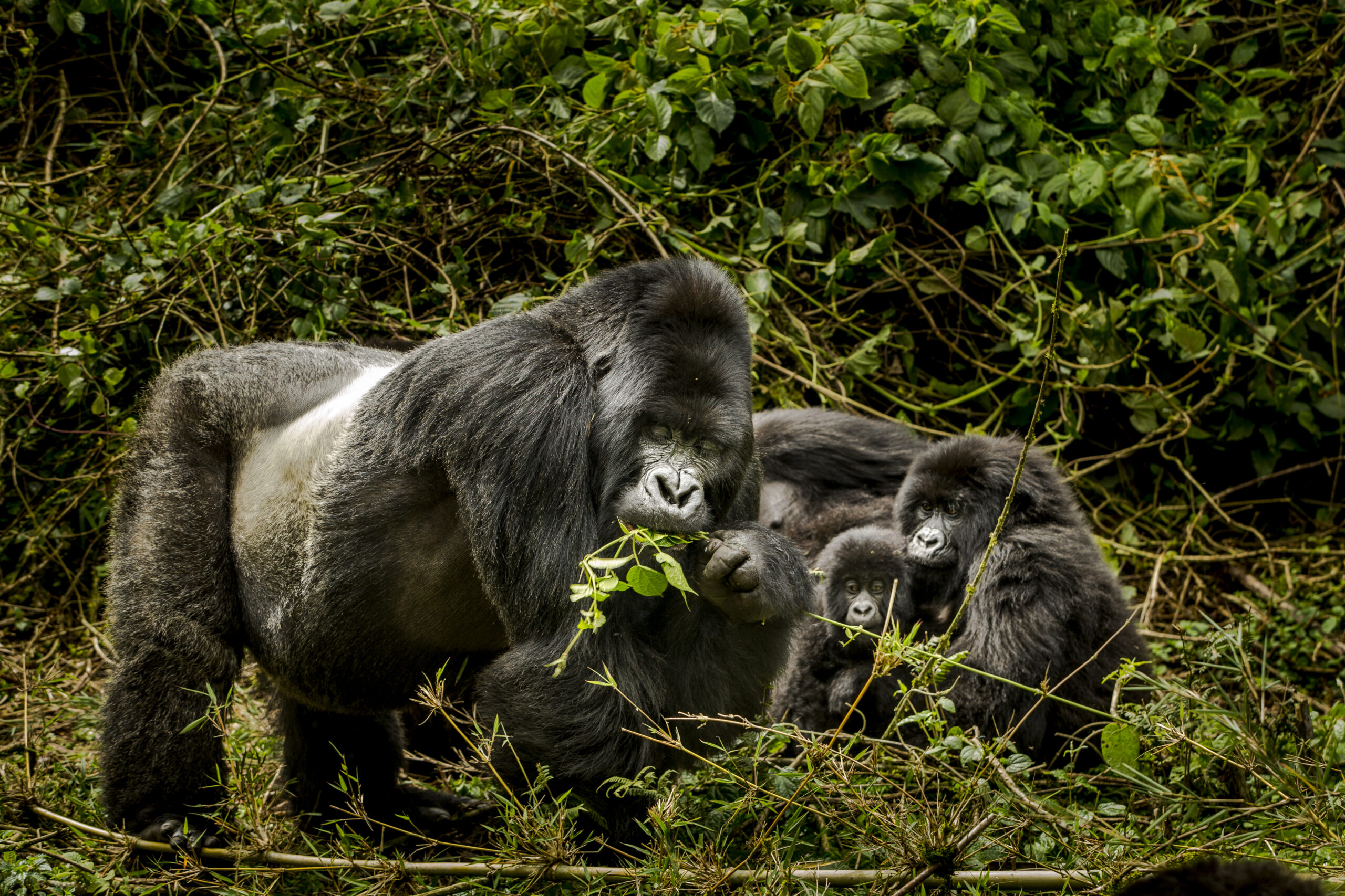 Gorillas in Bwindi