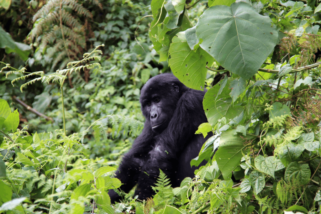 Gorilla