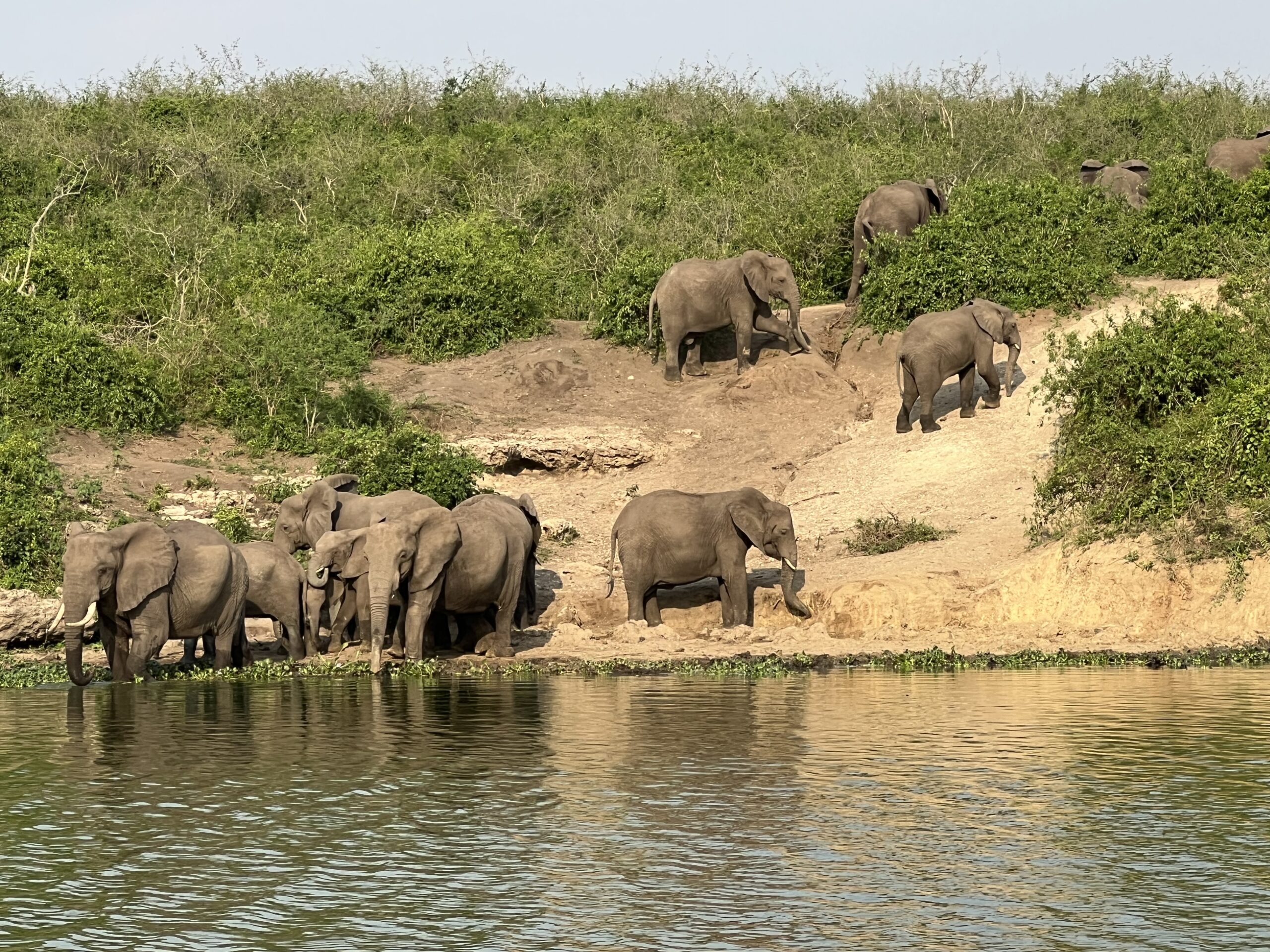 Queen Elizabeth national park