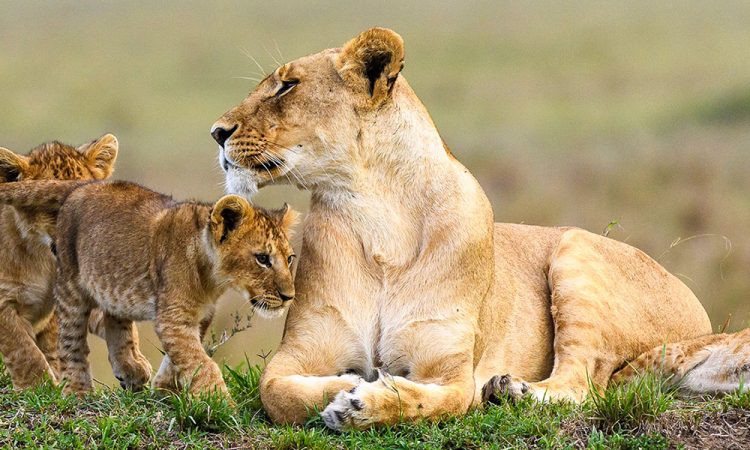 kenyasafaristours