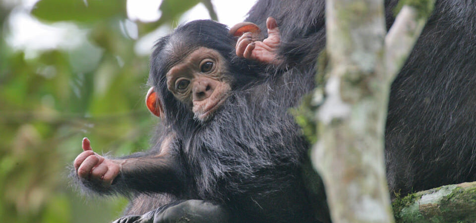 Baby Chimpanzee