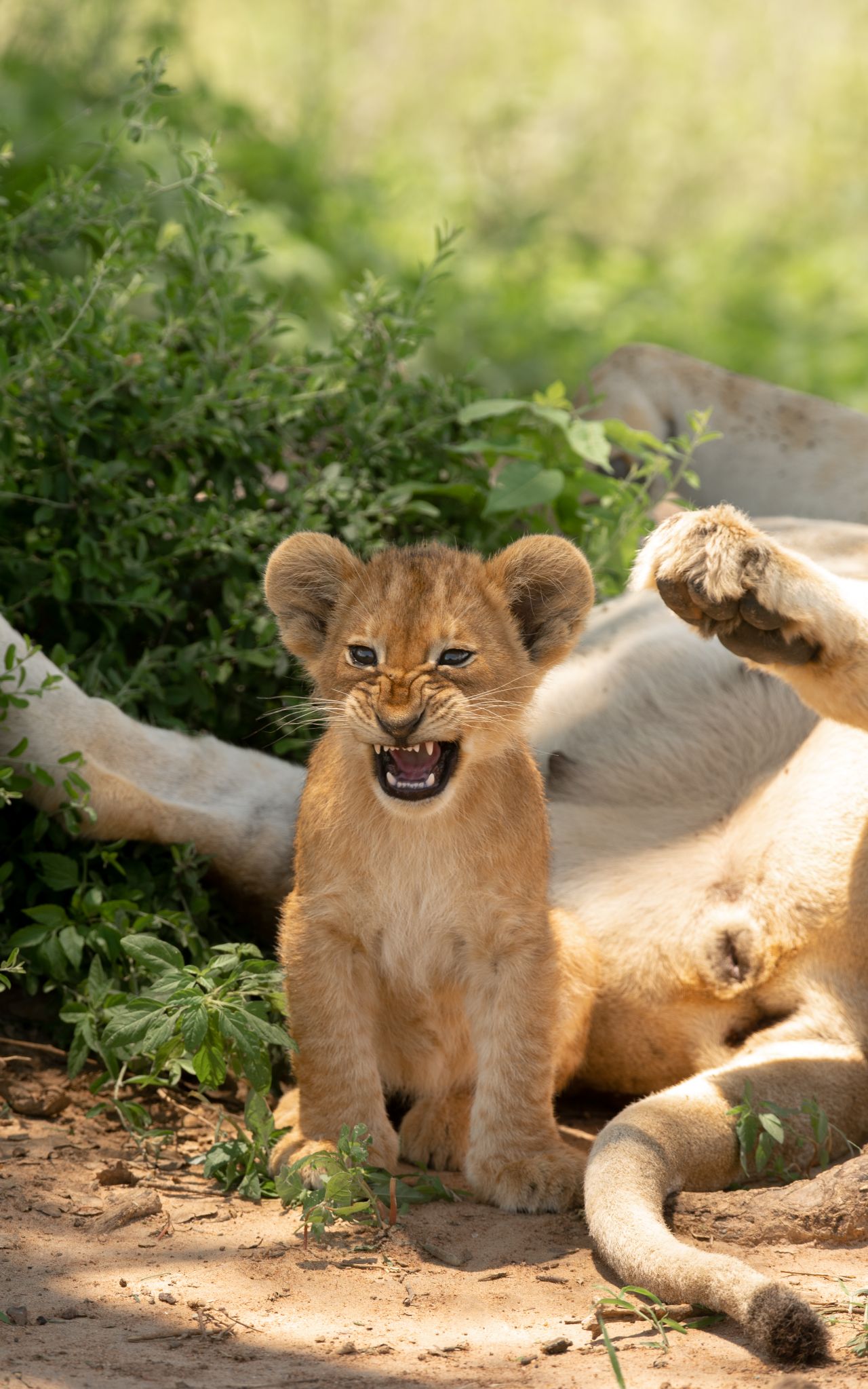 cub