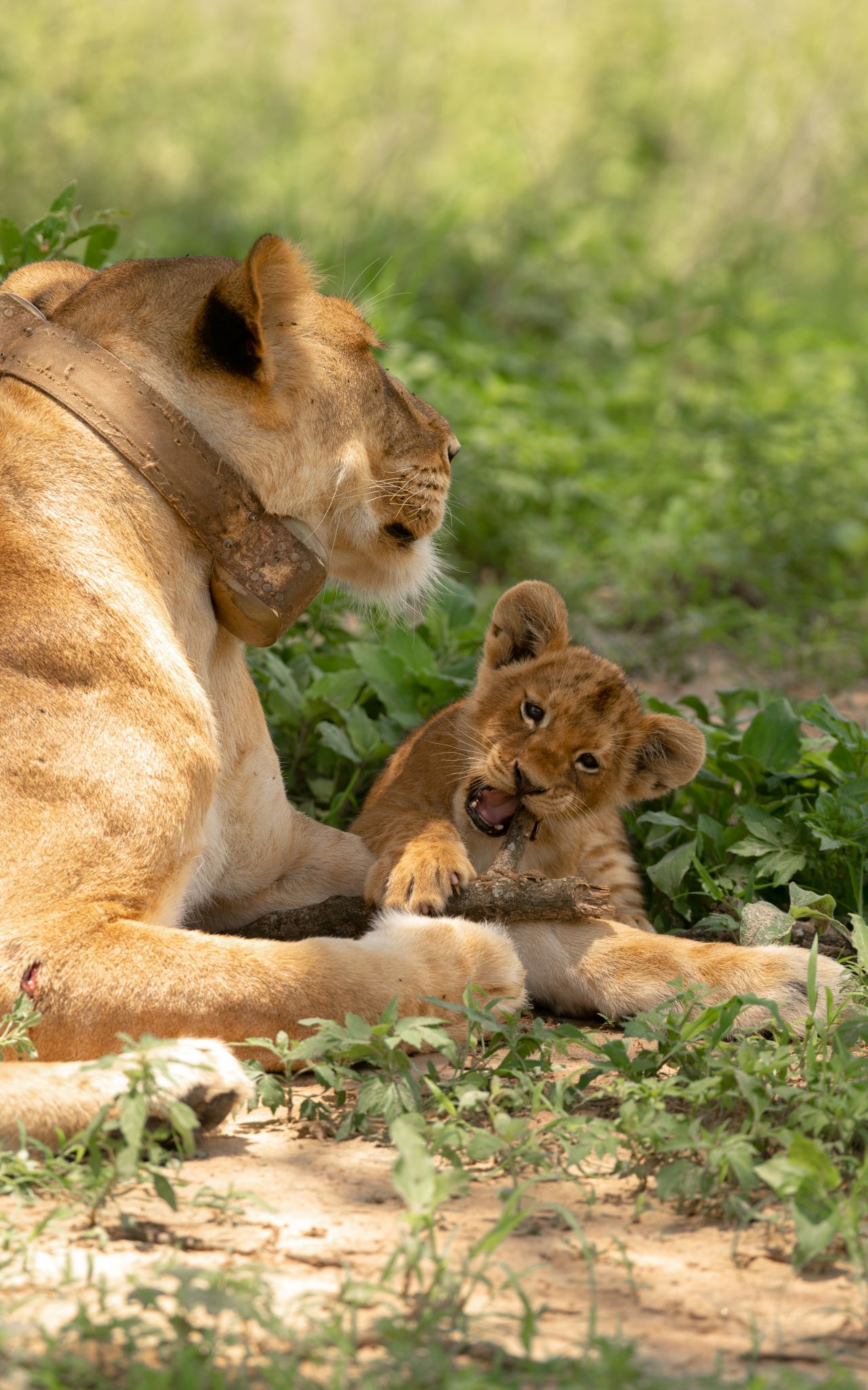 Lion