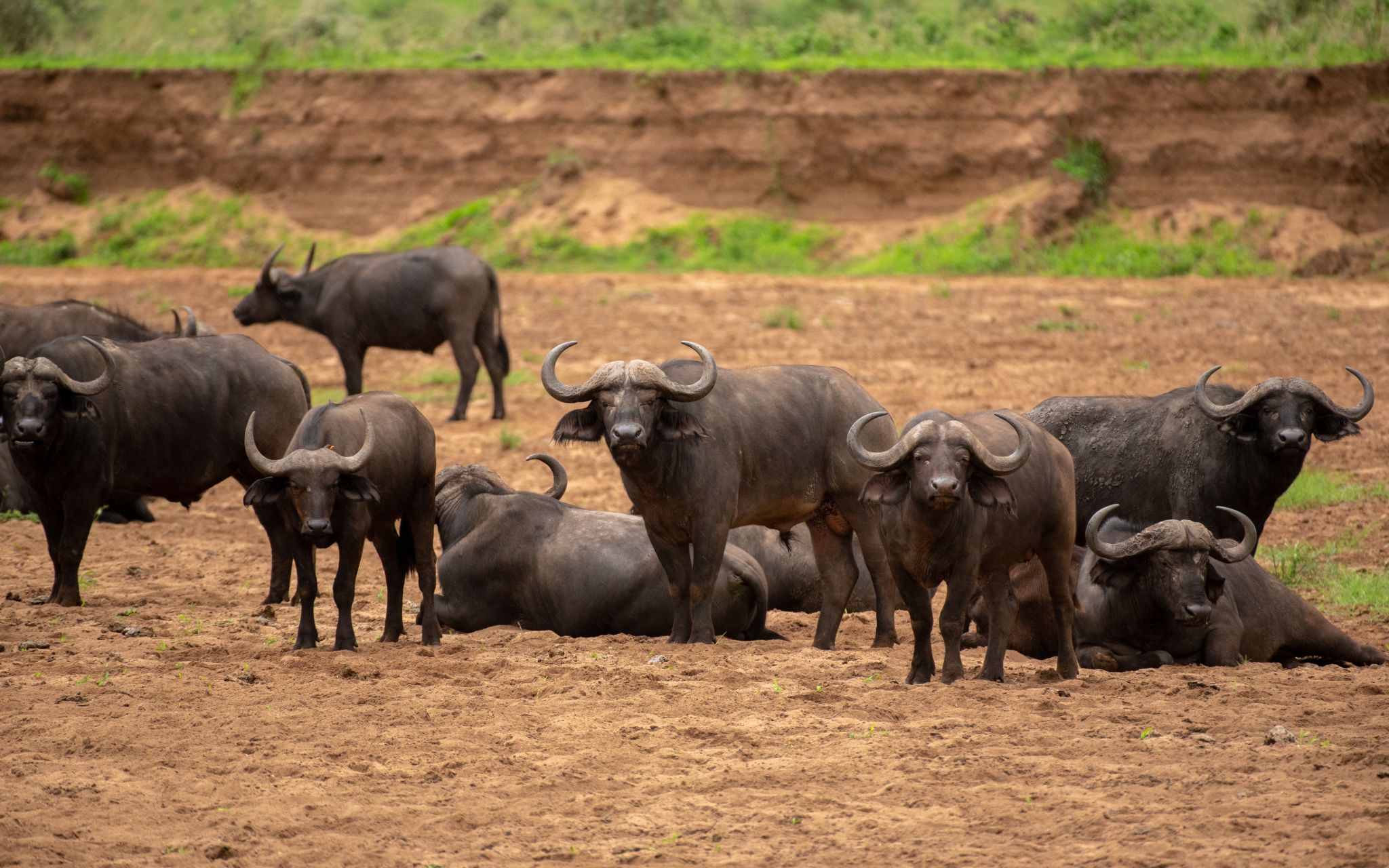 African Buffaloes