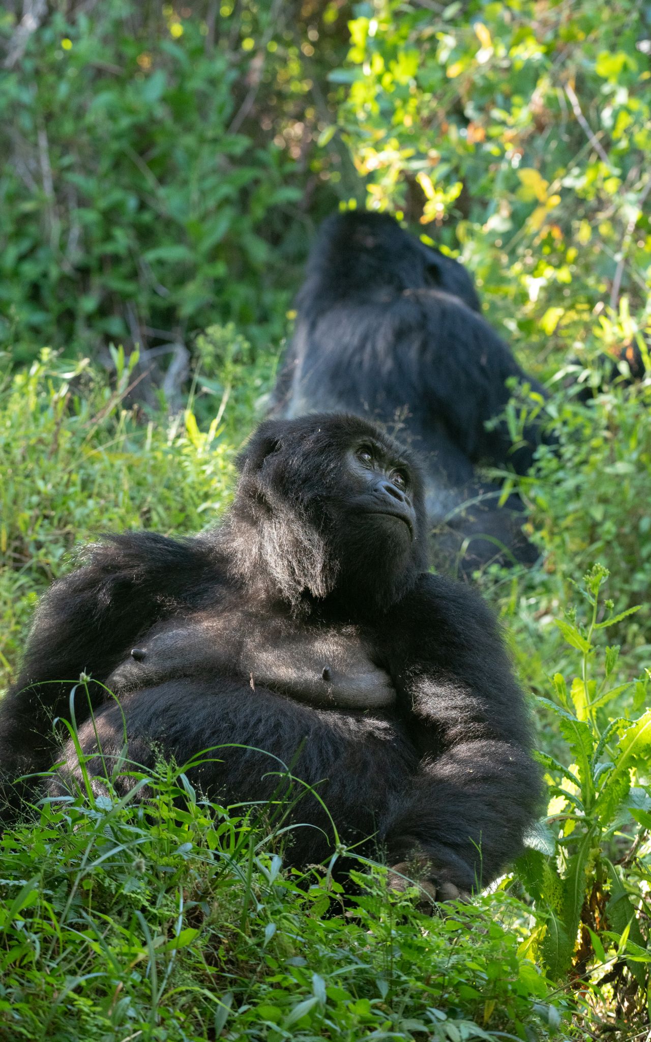 Gorilla