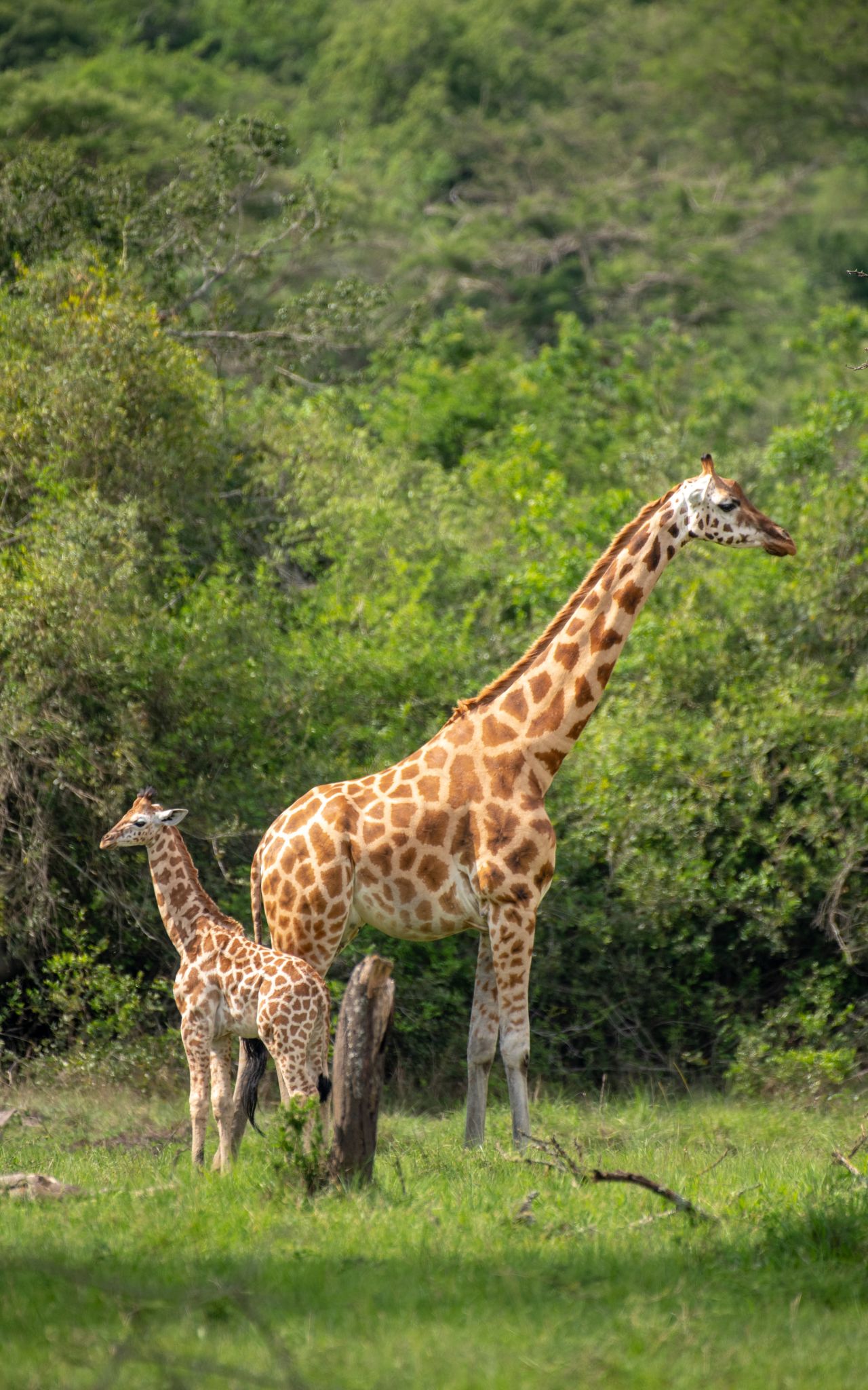 Giraffes