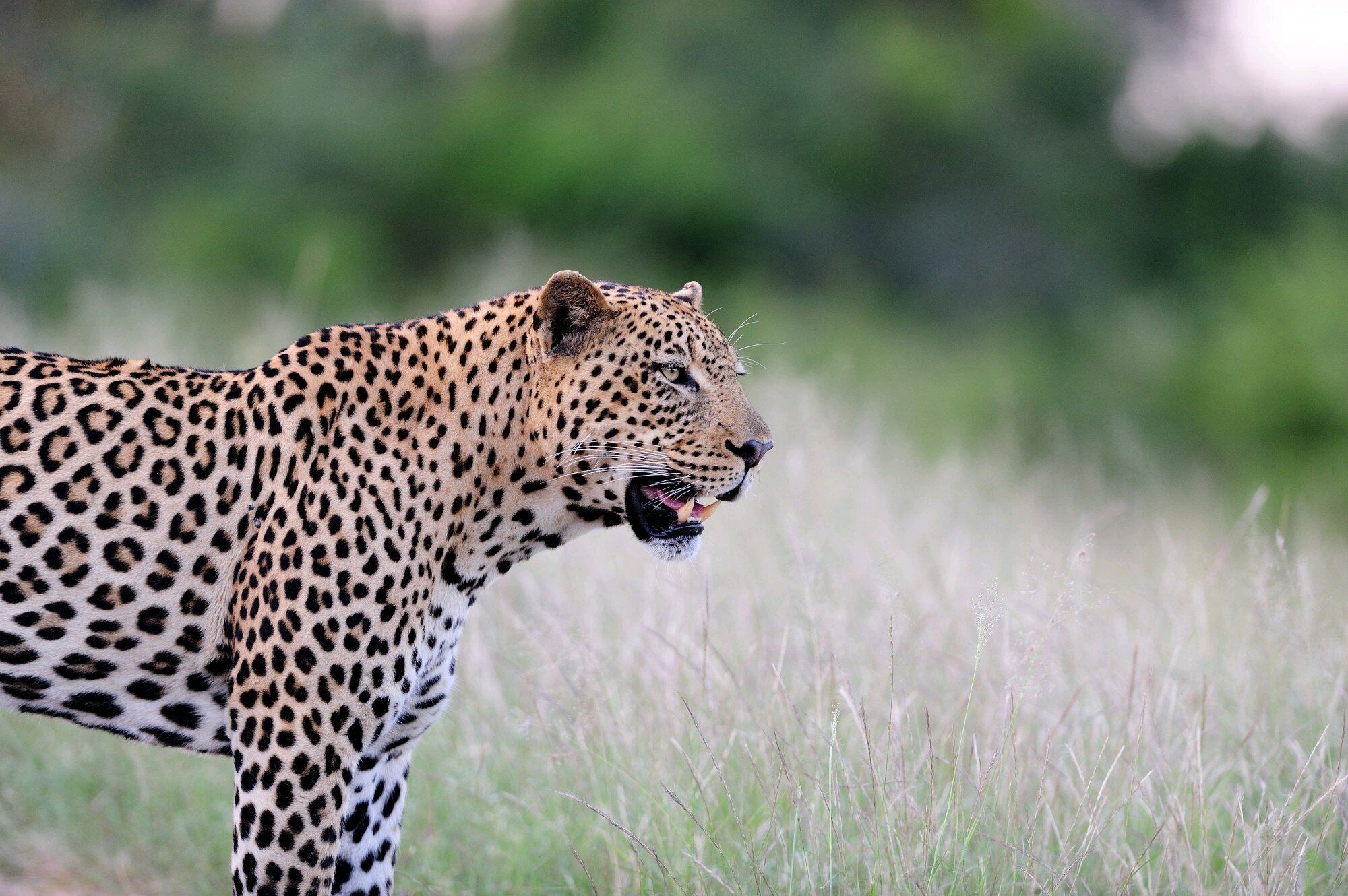 Leopard
