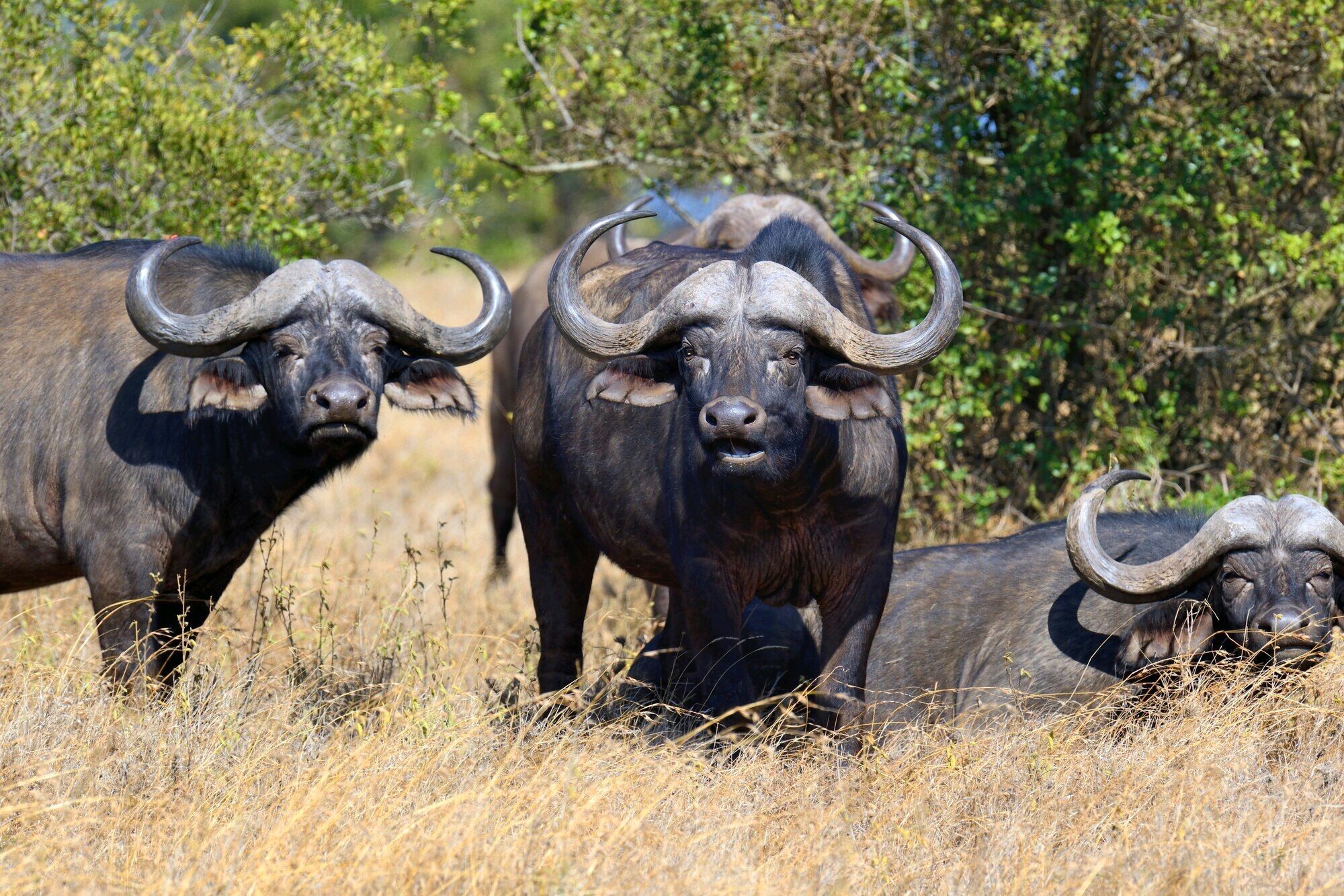 Buffaloes