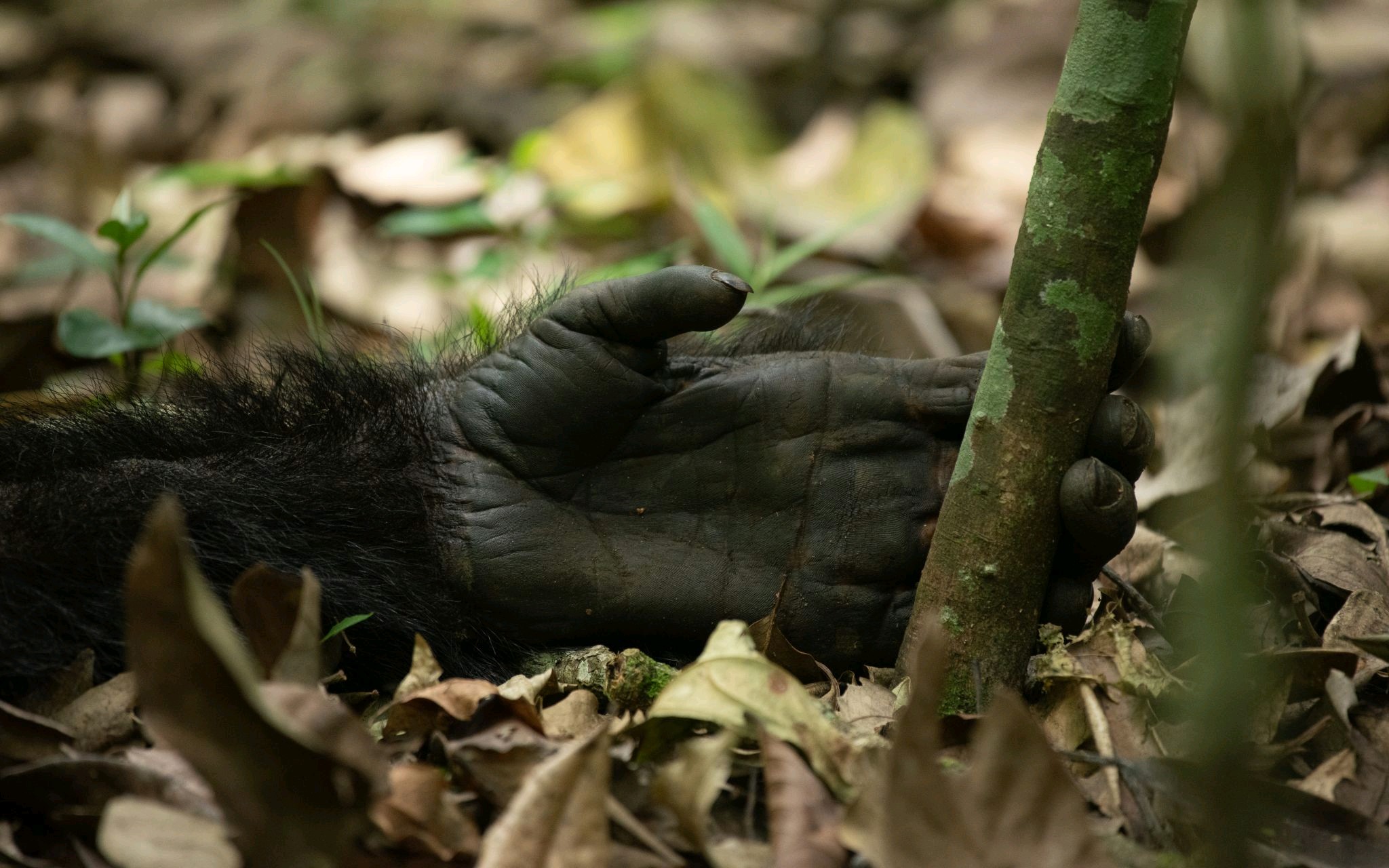 Gorilla