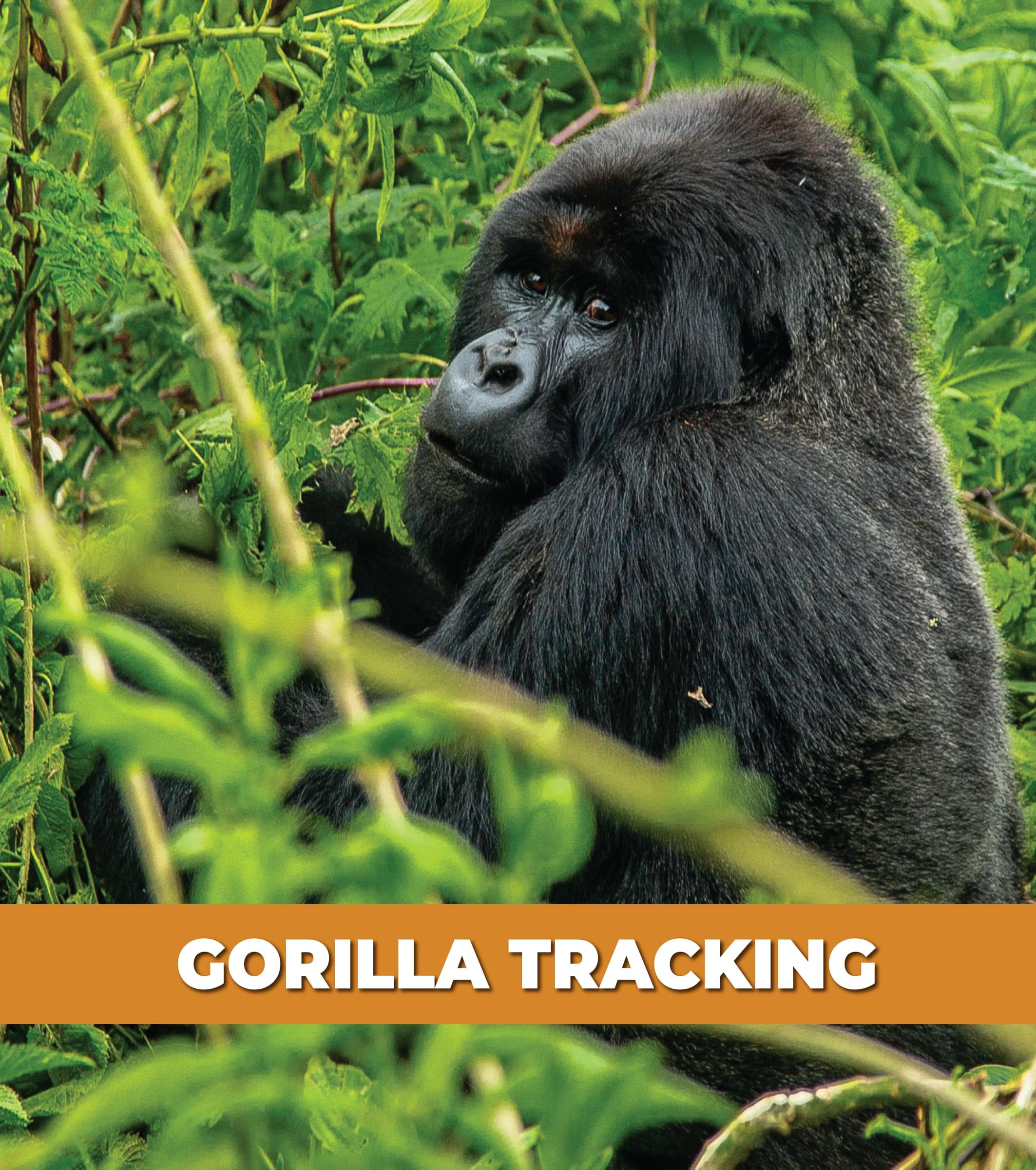 GORILLA TRACKING