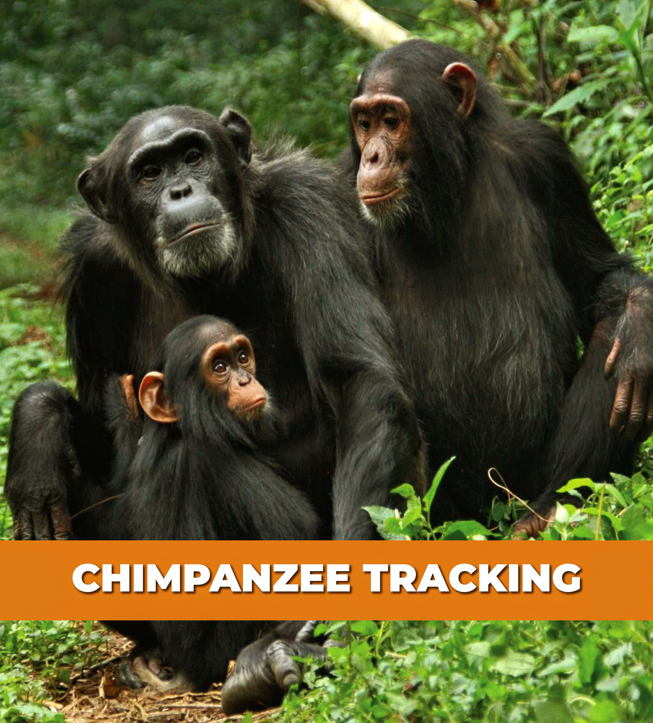 CHIMPANZEE TRACKING