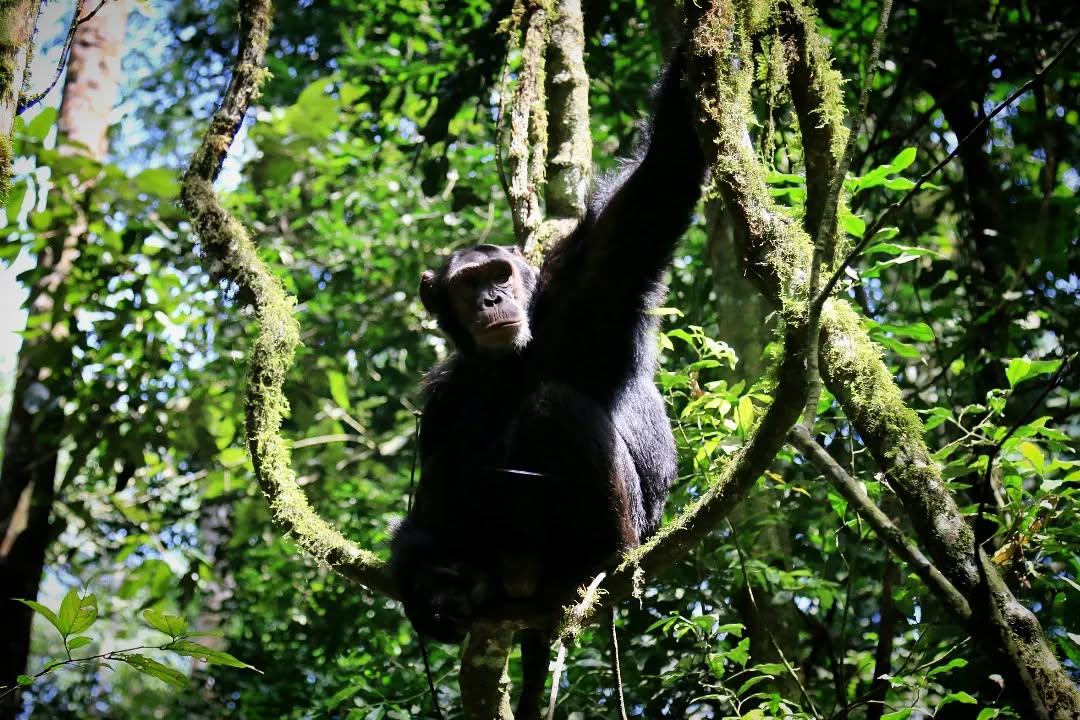 Chimpanzee 2
