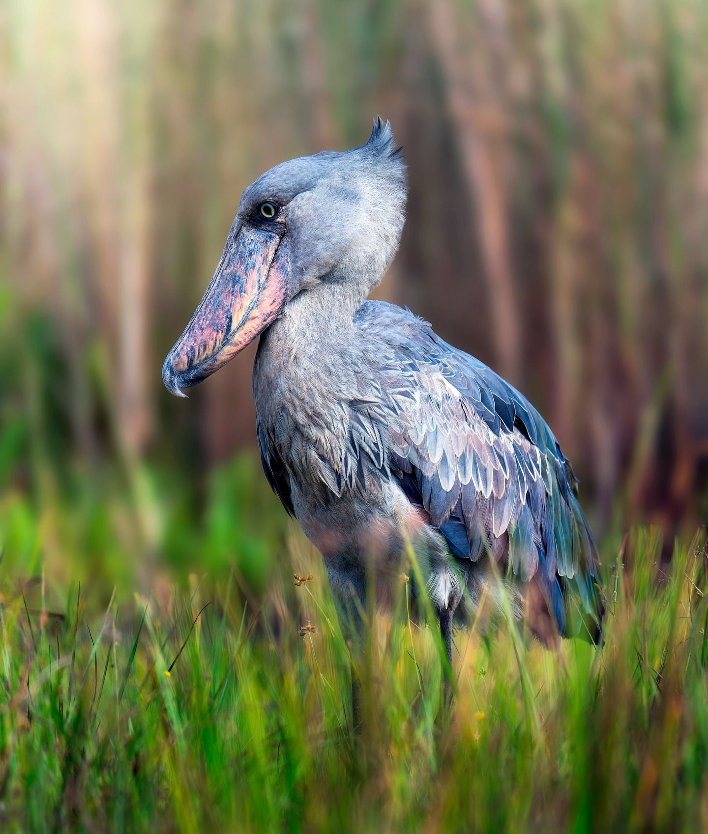 the shoebill