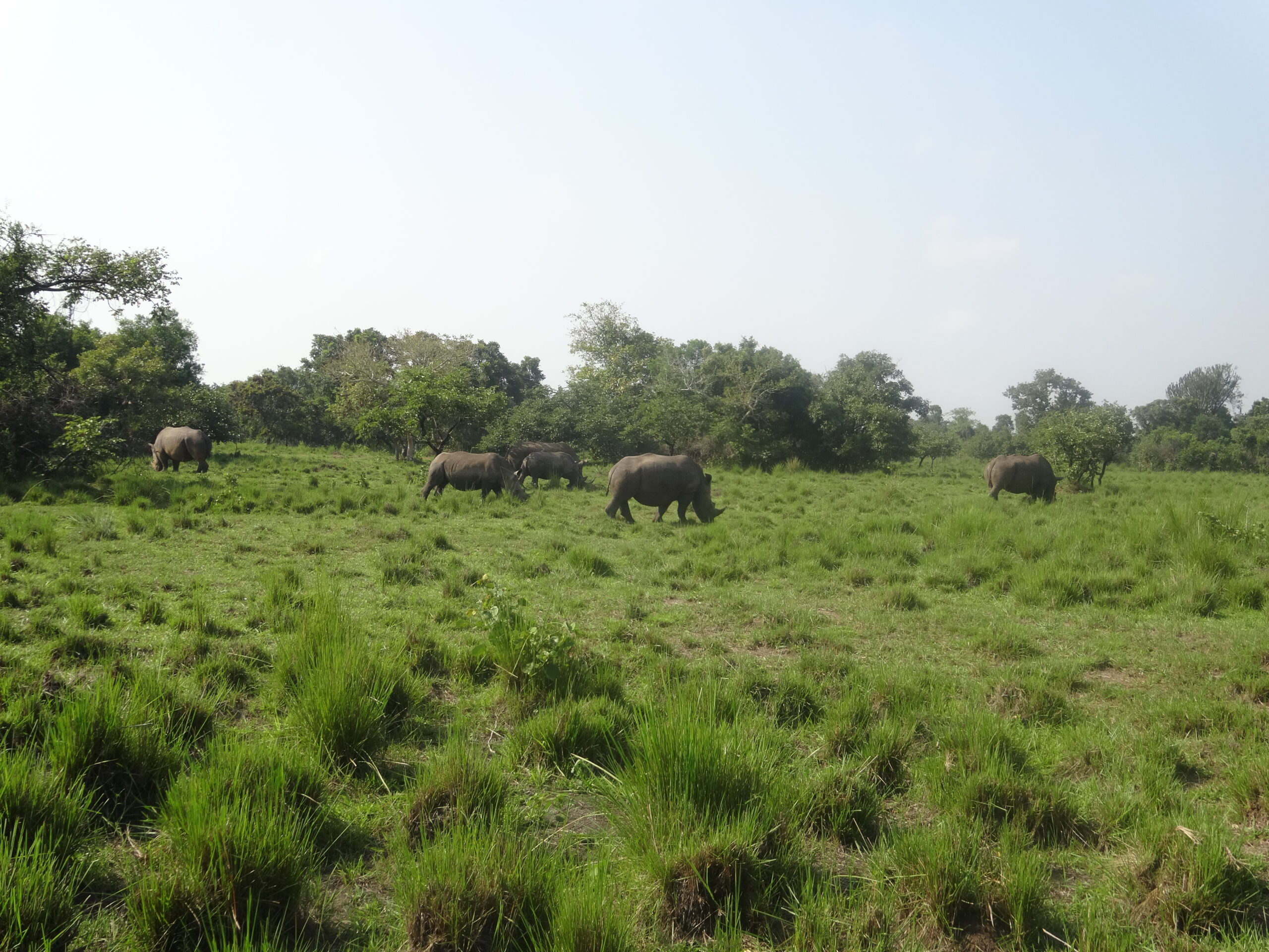 rhinos