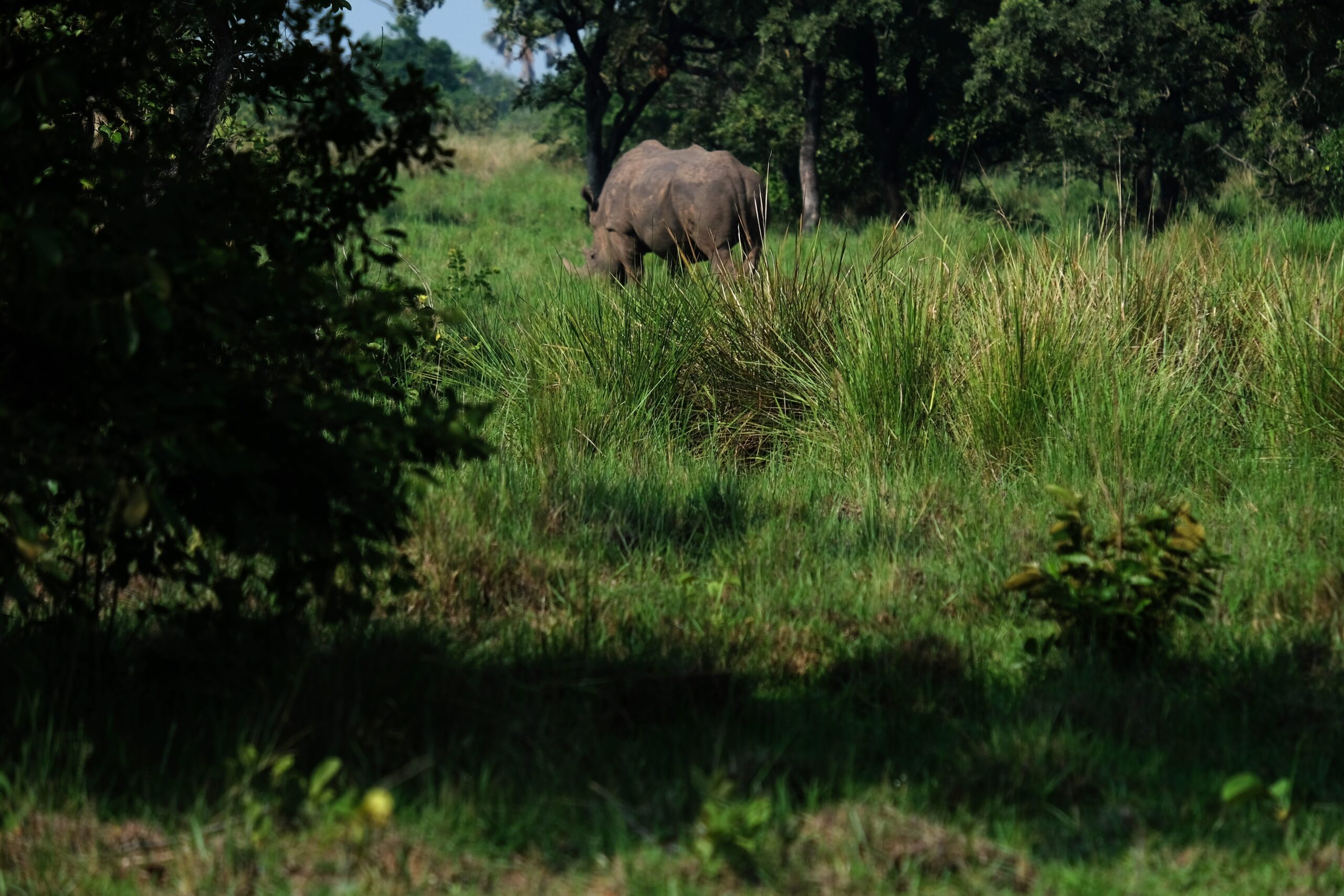 rhino trekking