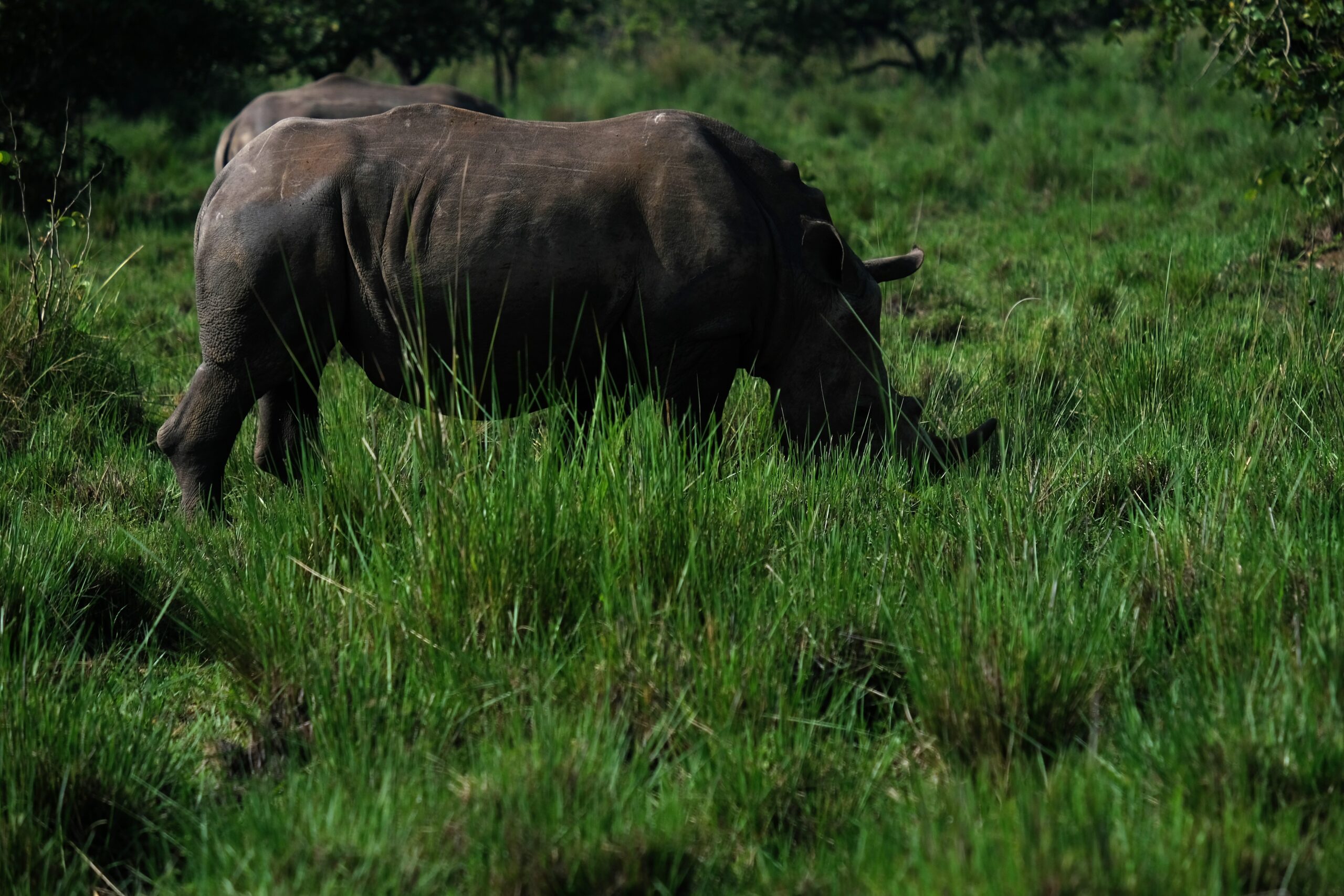 rhino