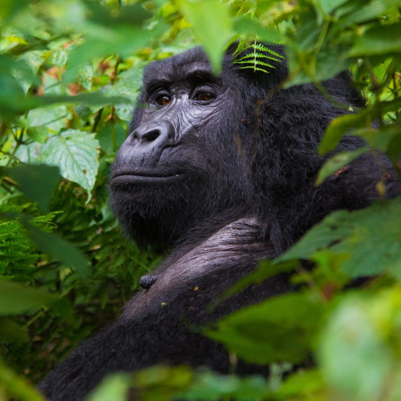 a gorilla in the bushes