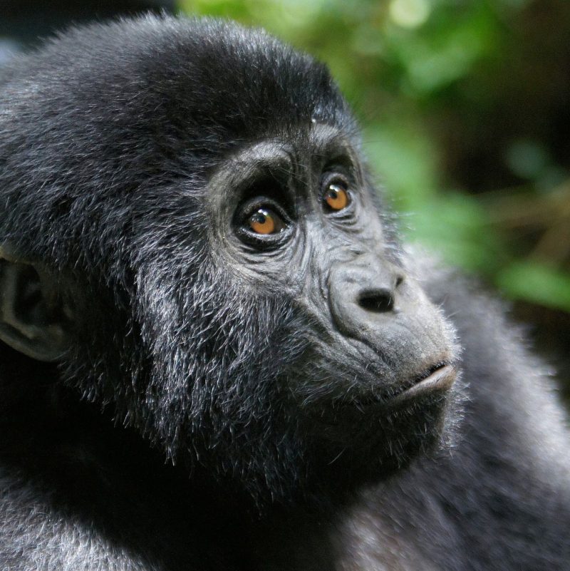 a close up of a gorilla