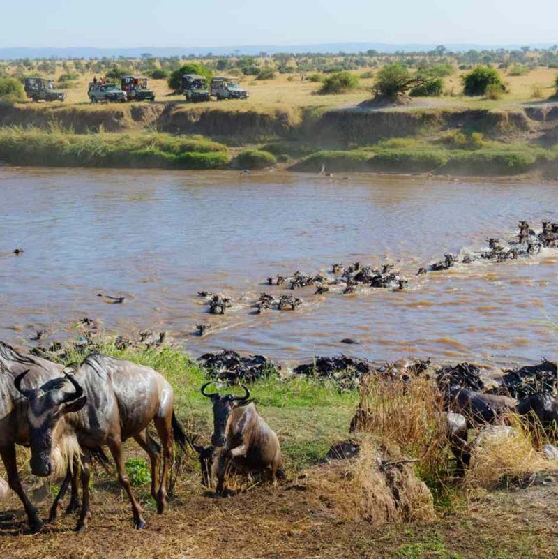 wildebeest-great-migration-mara-river-tanzania-africa